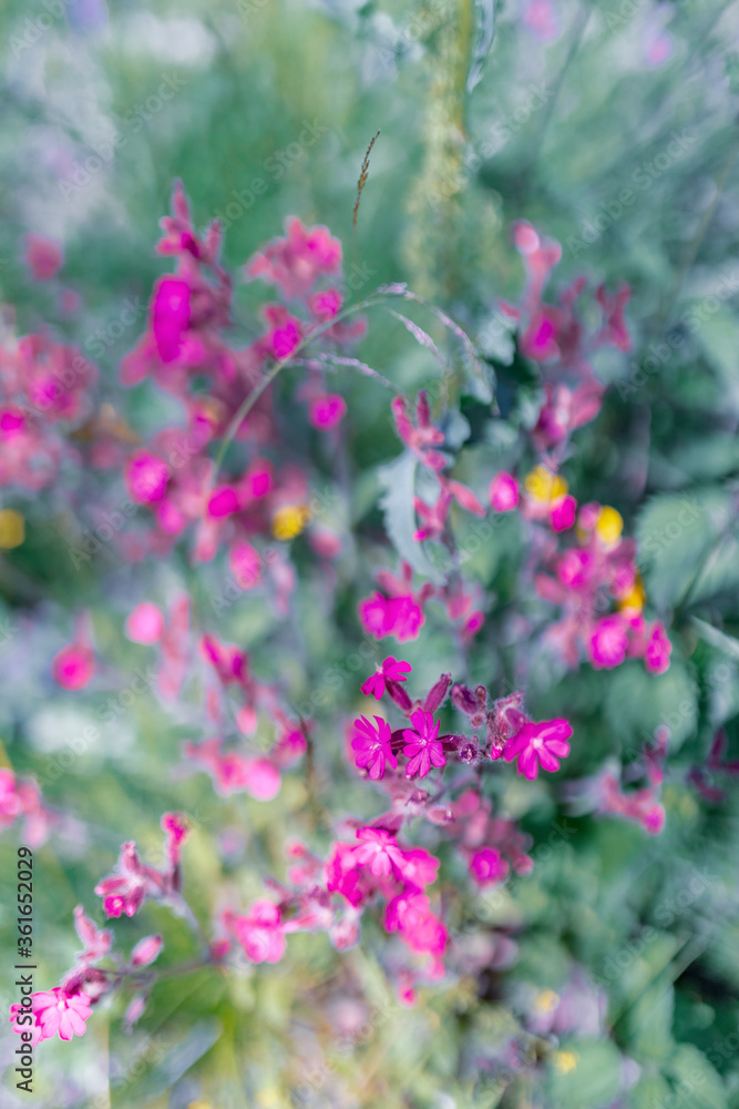 Multicoloured wildflowers blooming in the meadow Multicoloured wildflowers blooming in the meadow