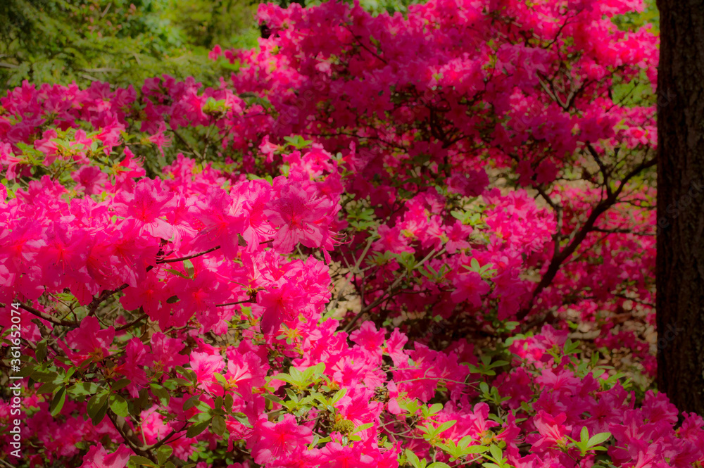 Pink pop Pink pop