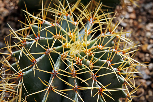 Cactus at the garden, Rio de Janeiro, Brazil