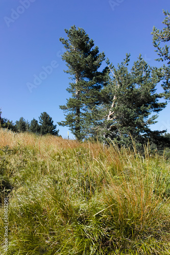 Wallpaper Mural Autumn landscape of Vitosha Mountain, Bulgaria Torontodigital.ca