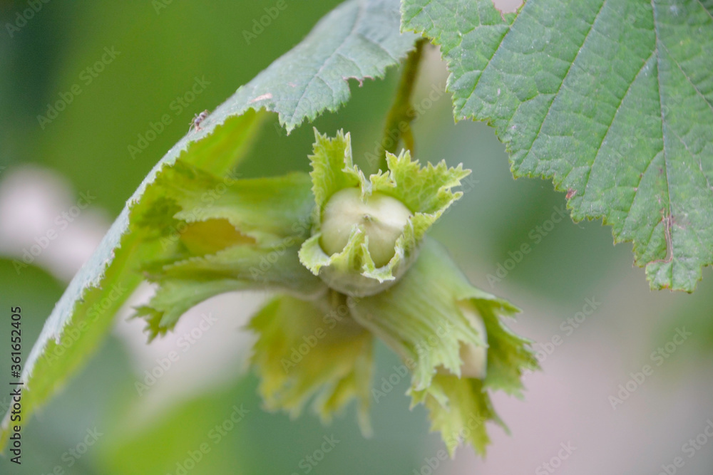 Hazel filbert tree with hazelnuts on the branch macro. Green hazelnuts growing on the tree Girona, Catalonia