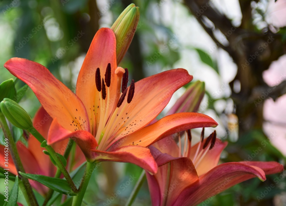 orange lily flower