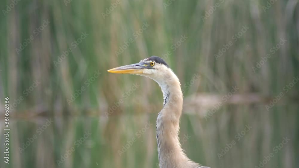 Great Blue Heron Closeup Looking Intensely Great Blue Heron Closeup Looking Intensely