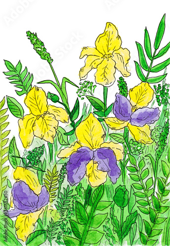 Wildflowers watercolor illustration. Iris flowers