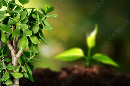 Growth of new life green plant in soil