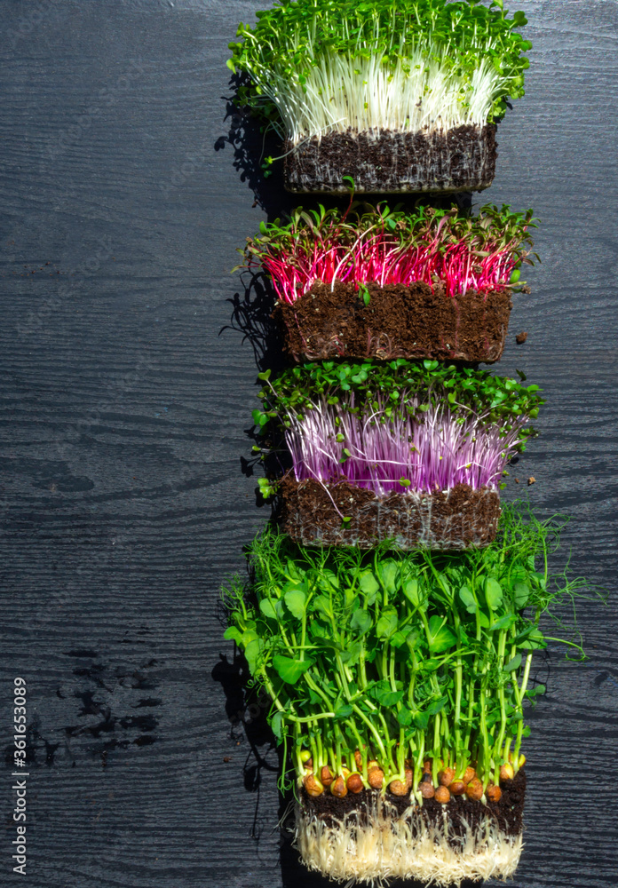 microgreens sprouts on wooden background