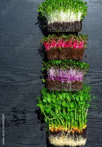 Obraz na płótnie microgreens sprouts on wooden background w salonie