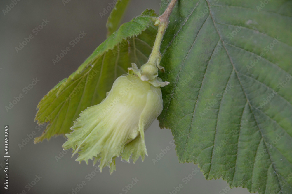 Hazel filbert tree with hazelnuts on the branch macro. Green hazelnuts growing on the tree Girona, Catalonia