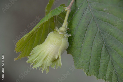Hazel filbert tree with hazelnuts on the branch macro. Green hazelnuts growing on the tree Girona, Catalonia