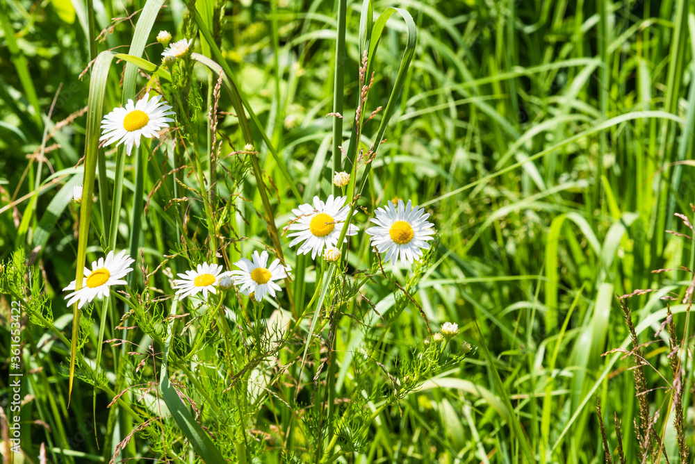 Summer natural background, landscape - beautiful daisies in dense fresh green grass Summer natural background, landscape - beautiful daisies in dense fresh green grass