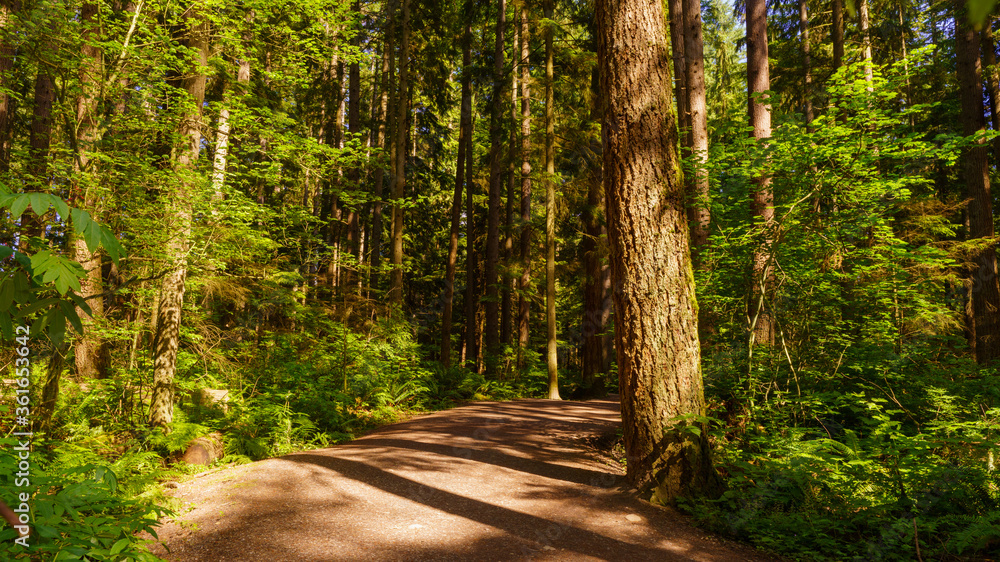 Fototapeta premium Easy walking wide open forest trail in a BC urban park