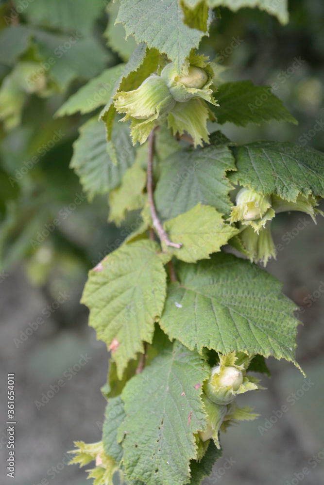 Hazel filbert tree with hazelnuts on the branch macro. Green hazelnuts growing on the tree Girona, Catalonia