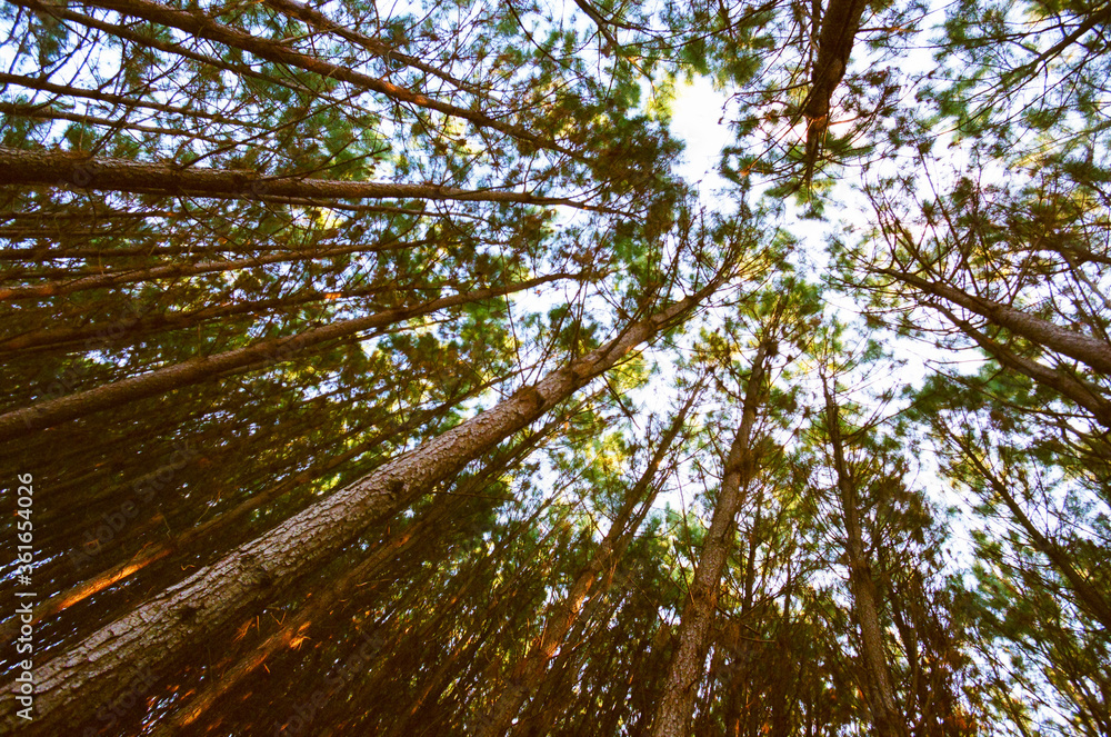 Fototapeta premium Pinus