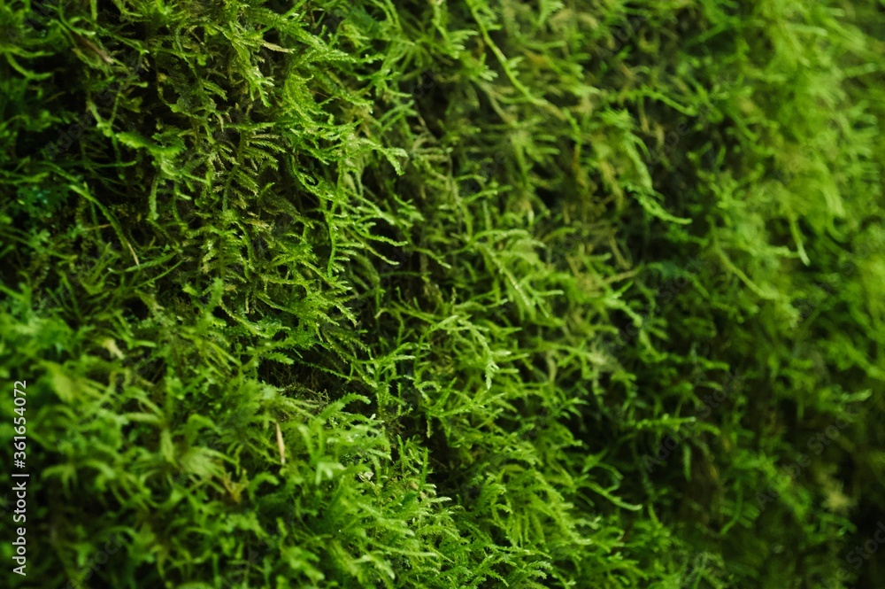 green moss on the stone green moss on the stone