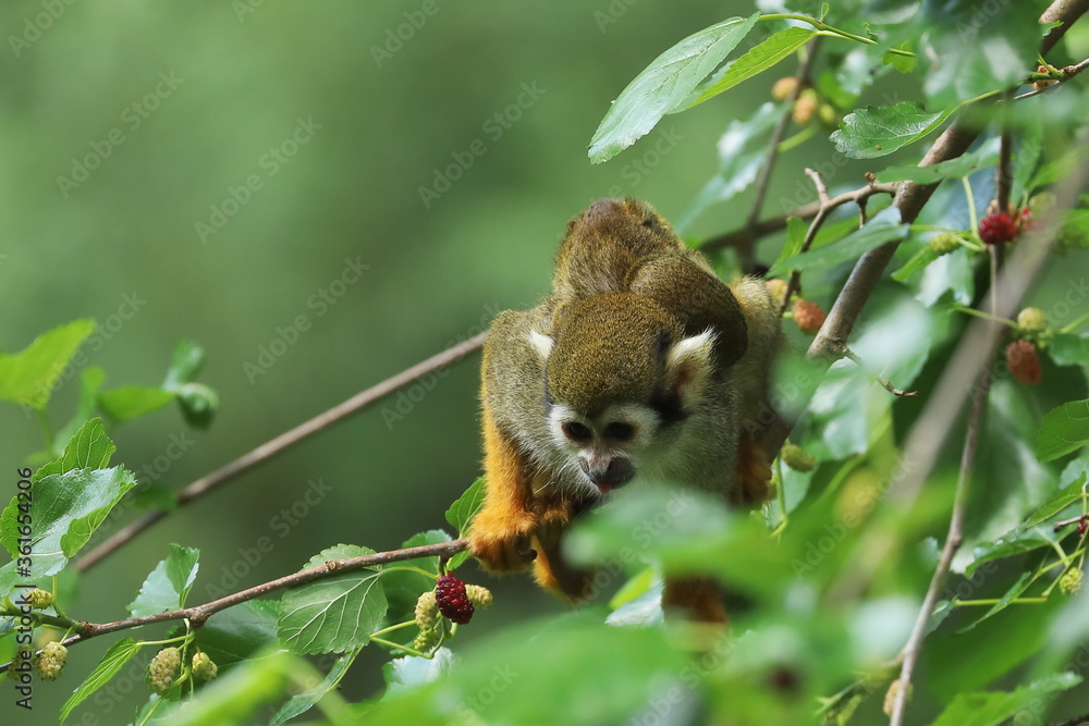 Common squirrel monkey, Saimiri sciureus, sits on mulberry tree. Mother ...