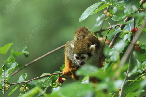 Common squirrel monkey  Saimiri sciureus  sits on mulberry tree. Mother with young one on her back. Animal family. Invasive species. Wildlife scene. Natural maternity behavior. Habitat South America.