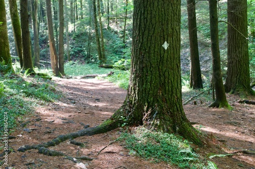 path in the forest