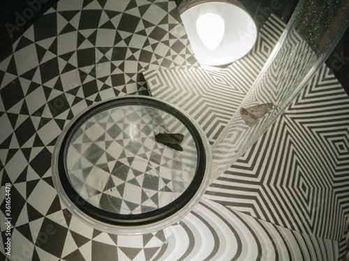 Can the insects even breathe under glass and plastic cup?  Or maybe they just self trapped night flies as a metaphor. 