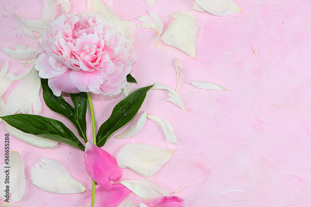 Peony flower on a pink background, abstract floral arrangement, minimalism, flat lay. Greeting card for mother's day, happy birthday, wedding Peony flower on a pink background, abstract floral arrangement, minimalism, flat lay. Greeting card for mother's day, happy birthday, wedding