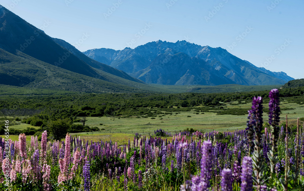 pradera con flores de lupino, al fondo picos montañosos,  en El Bolsón provincia de Rio Negro, Patagonia Argentina.