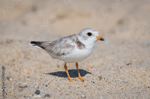 closeup of piping plover father