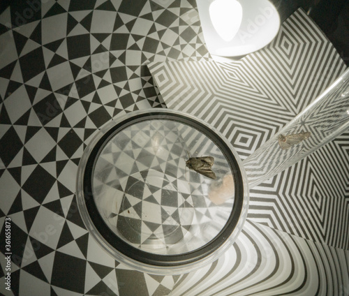 Can the insects even breathe under glass and plastic cup?  Or maybe they just self trapped night flies as a metaphor. 