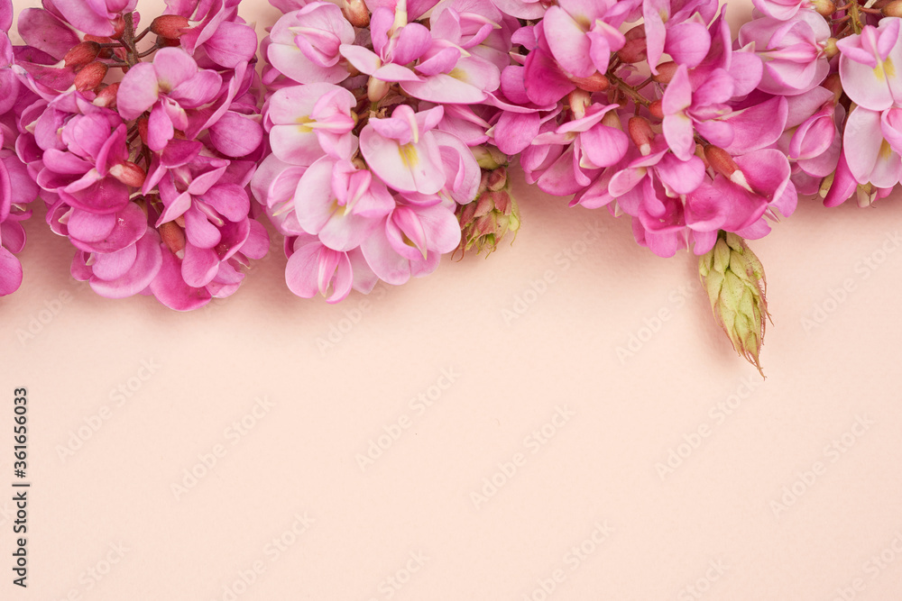 flowering branch Robinia neomexicana with pink flowers on a beige background