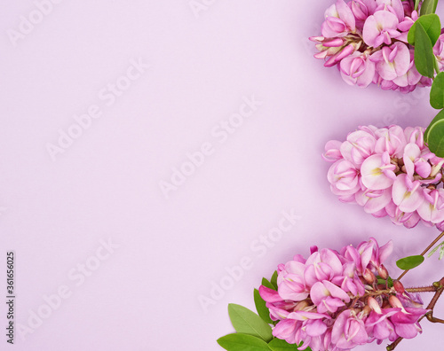 flowering branch Robinia neomexicana with pink flowers on a purple background photo