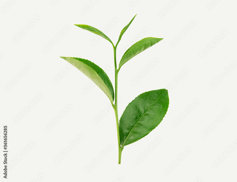 Young green tea leaves isolated on white background Young green tea leaves isolated on white background