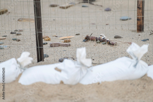 piping plover protection