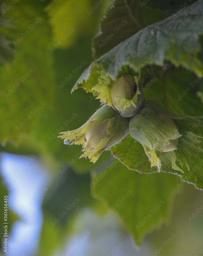 Hazel filbert tree with hazelnuts on the branch macro. Green hazelnuts growing on the tree Girona, Catalonia