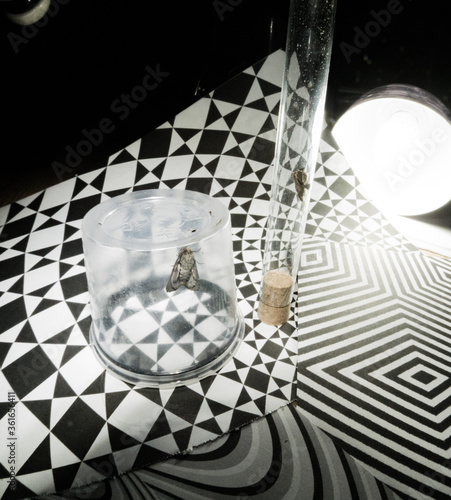 Can the insects even breathe under glass and plastic cup?  Or maybe they just self trapped night flies as a metaphor. 