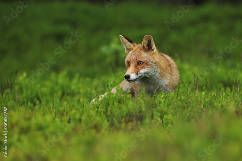 Red fox, Vulpes vulpes, in green forest. Beautiful orange fur coat animal sniffs about prey in blueberry. Fox in spring nature. Wildlife scene with cute fox. Habitat Europe, Asia, North America.