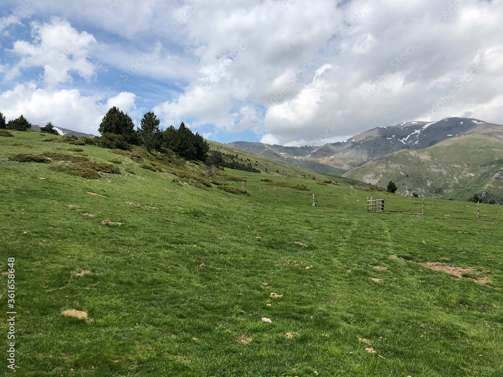 Fototapeta premium alpine meadow in switzerland