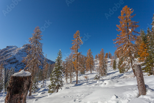 Orange larches covered with snow in a sunny day, Mount Pelmo, Dolomites, Italy. Concept: winter landscapes of the Dolomites, Christmas atmosphere, Unesco world heritage, calm and serenity