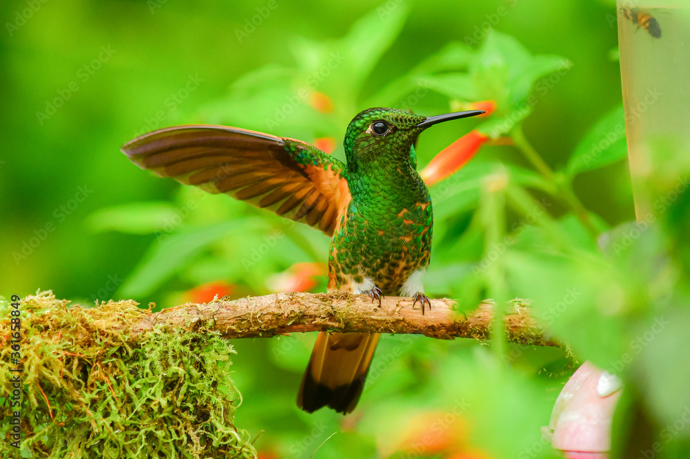 Obraz premium Coronita colihabana / Buff-tailed Coronet / Boissonneaua flavescens