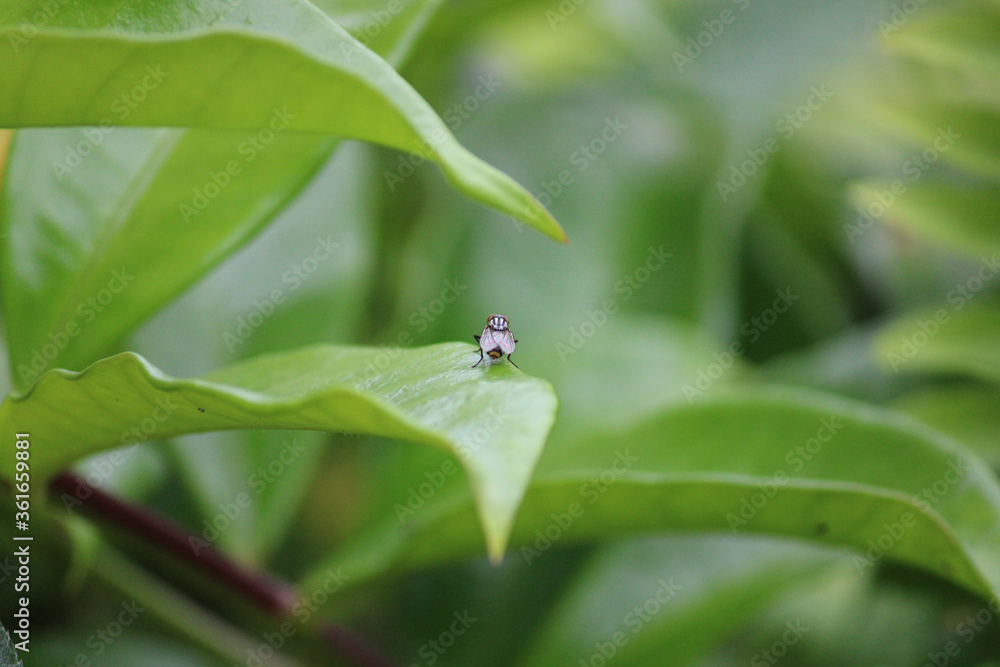 Um mosca de costas pousada sob uma folha no jardim Um mosca de costas pousada sob uma folha no jardim