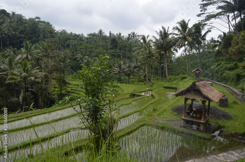 The beautiful rice terraces of Gunung Kawi,in Ubud, Bali Indonesia.  These funeral monuments are thought to be dedicated to King Anak Wungsu of the Udayana dynasty and his favourite queens. photo