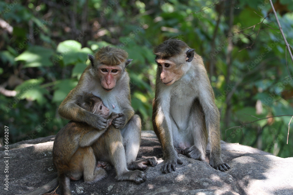 monkey family - mother and baby monkey family - mother and baby