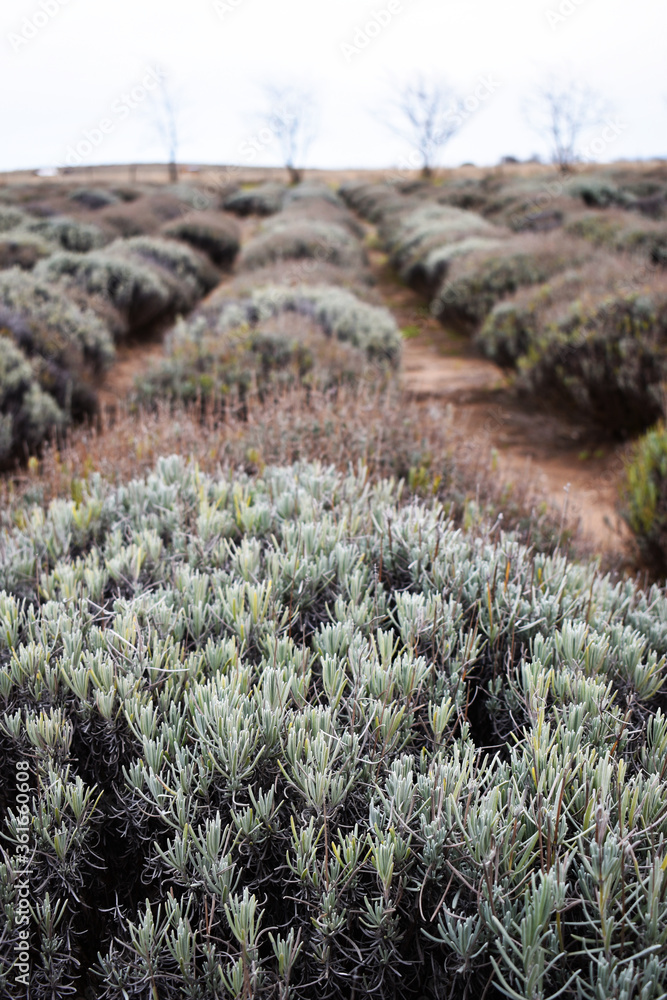 Obraz premium plantacion de lavanda