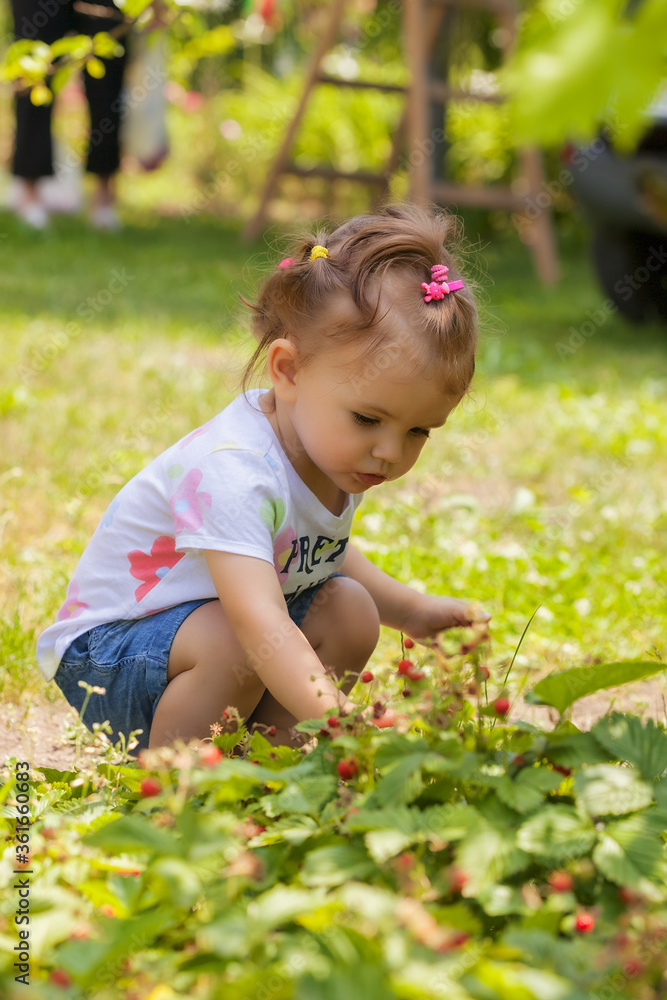 child collects wild strawberries child collects wild strawberries