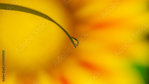 Water droplet flower reflection