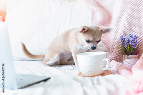 Breakfast in bed. Funny young chihuahua dog covered in throw blanket with steaming cup of hot tea or coffee. Lazy puppy wrapped in plaid relaxes. Good morning © Anna