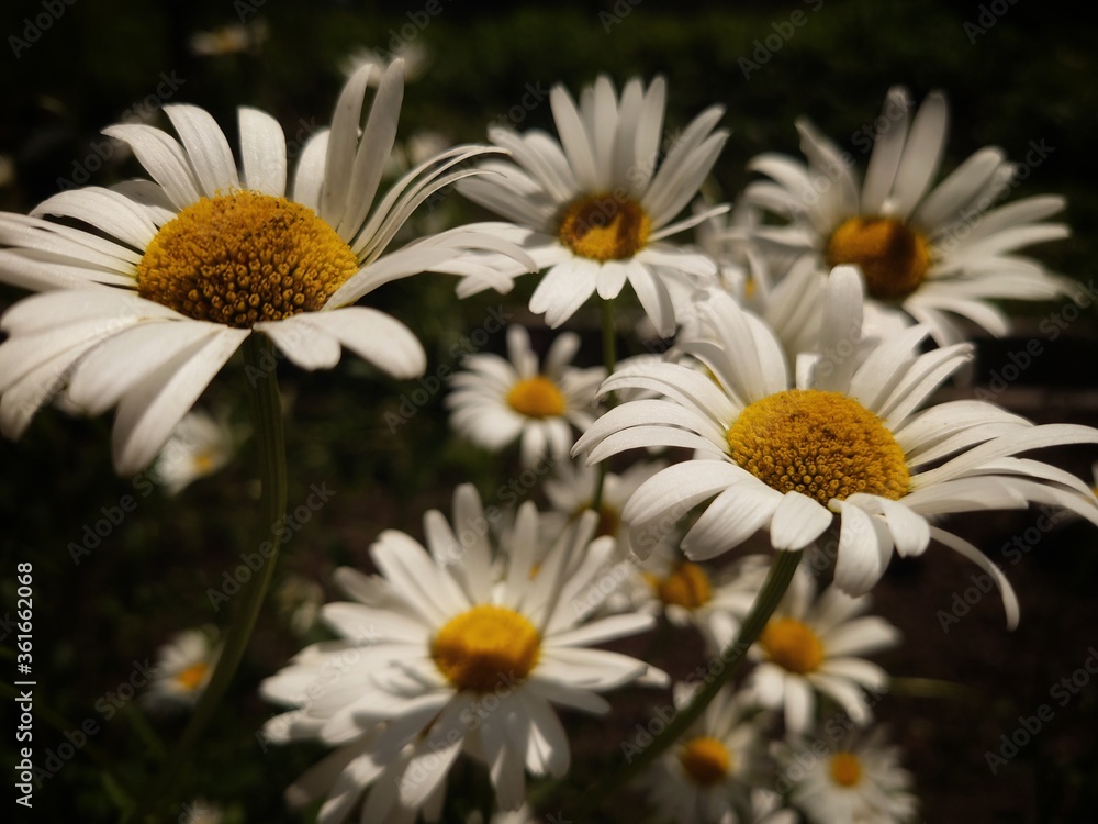 Fototapeta premium Wild daisy flowers growing on a sunny field