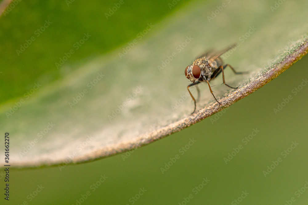 fly on leaf fly on leaf