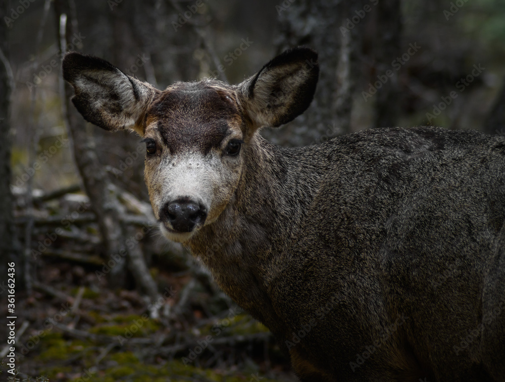 White-tailed deer (Odocoileus virginianus) in spring time, Canada White-tailed deer (Odocoileus virginianus) in spring time, Canada