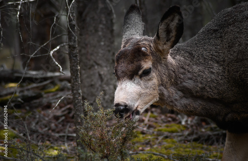 White-tailed deer (Odocoileus virginianus) in spring time, Canada