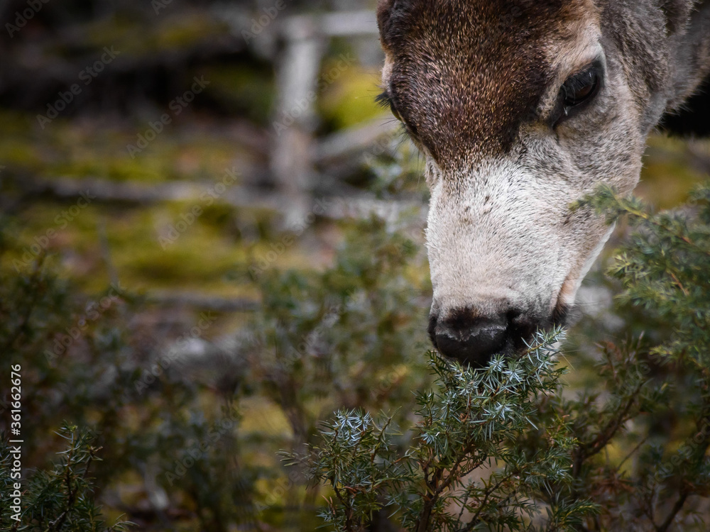 Fototapeta premium White-tailed deer (Odocoileus virginianus) in spring time, Canada