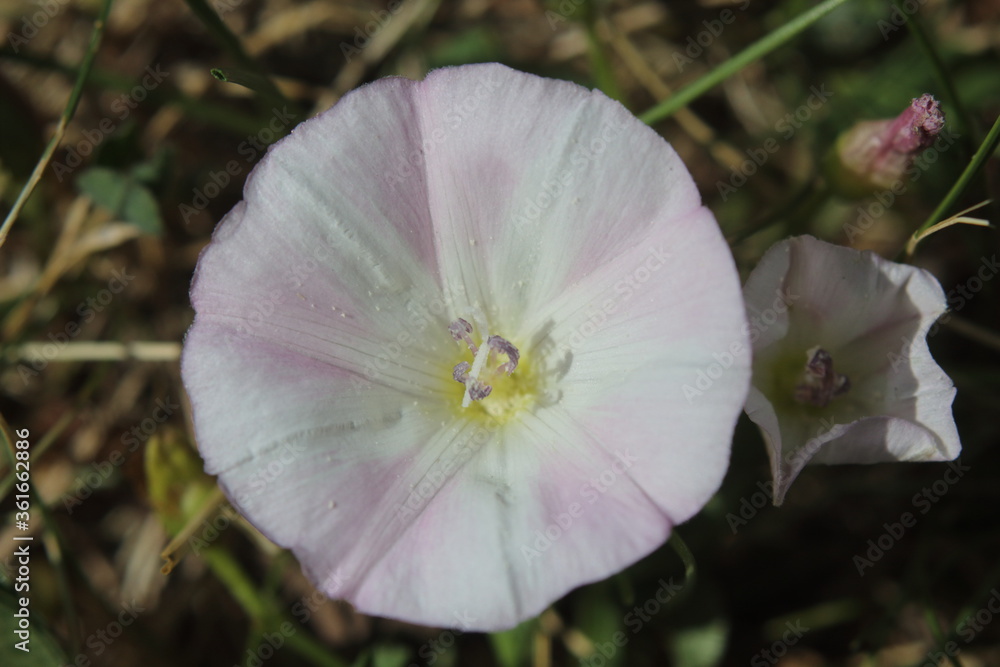 purple beach moonflower from top angle in natural lighting purple beach moonflower from top angle in natural lighting