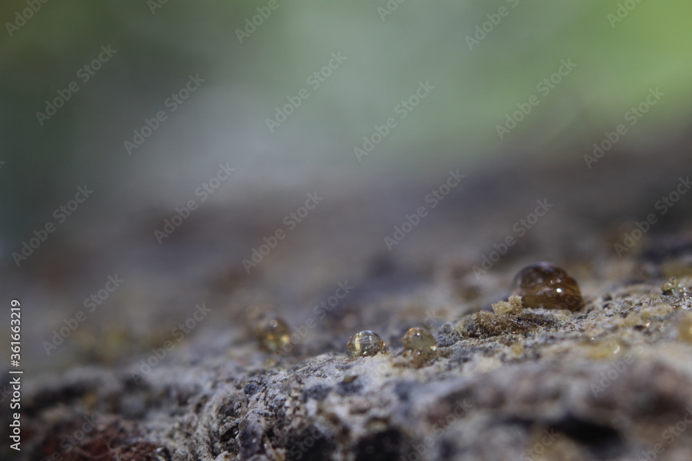 yellow tree syrup on a tree branch macro yellow tree syrup on a tree branch macro